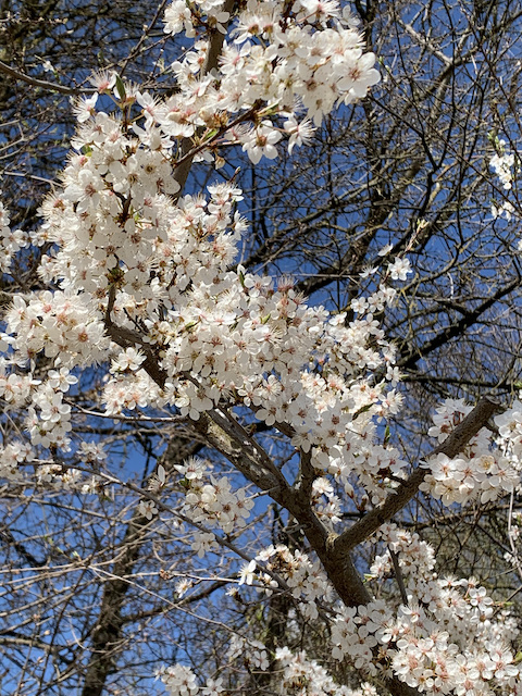 Kneipp-Frühjahr